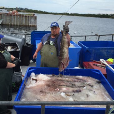 Atlantic Cod