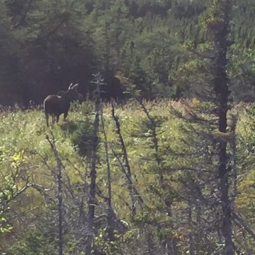 Newfoundland