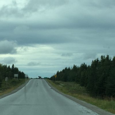 Big moose crossing the road. If you notice he's literate - crossing at a yellow moose warning sign. Sorry it's a ways away but they don't often do what you want.