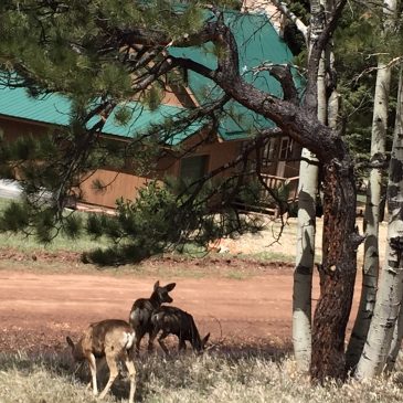 Hobbs New Mexico