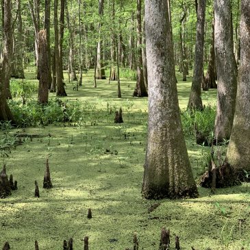 Louisiana!