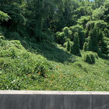 Kudzu
