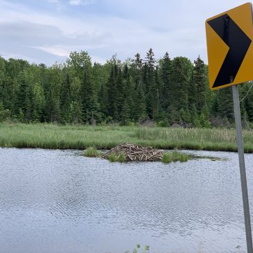 Beaver Dams