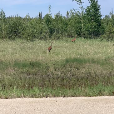 Oh Canada!