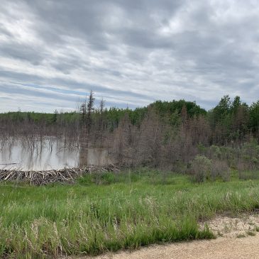 Flin Flon