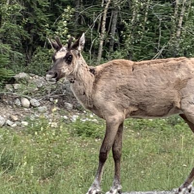 Young Caribou. Lots of these.