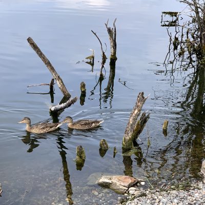Waterfowl seems to be increasing in numbers the further we go.