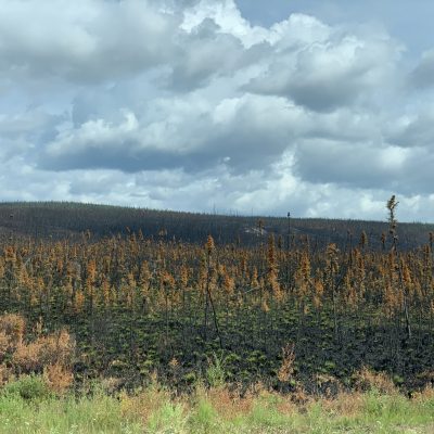 Thousands of acres of forest burned just south of Beaver Creek, northern Yukon.