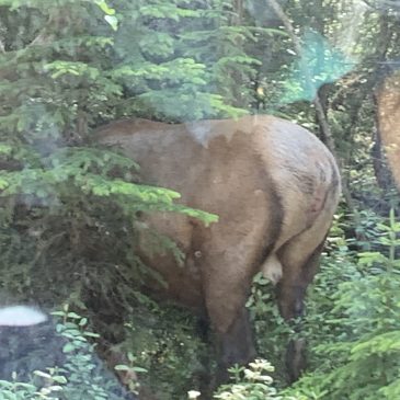 Nature’s Answer to a Horse’s Ass
