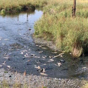 Crooked Creek